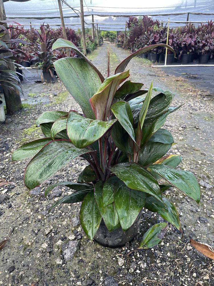 cordyline-fruticosa-red-bolero-ti-plant-cordyline-terminalis-dracaena-terminalis