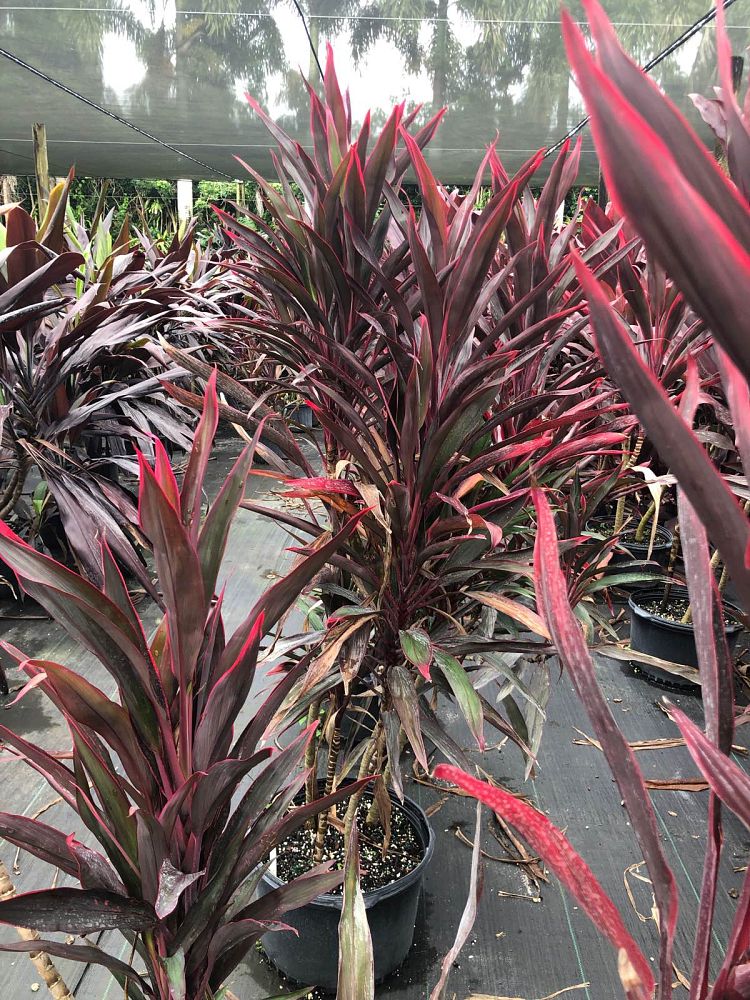 cordyline-fruticosa-red-pepper-ti-plant-cordyline-terminalis-red-sensation-dracaena-terminalis