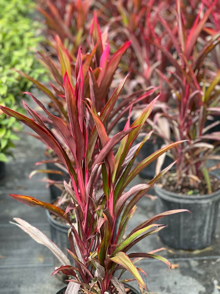 cordyline-fruticosa-red-pepper-ti-plant-cordyline-terminalis-red-sensation-dracaena-terminalis