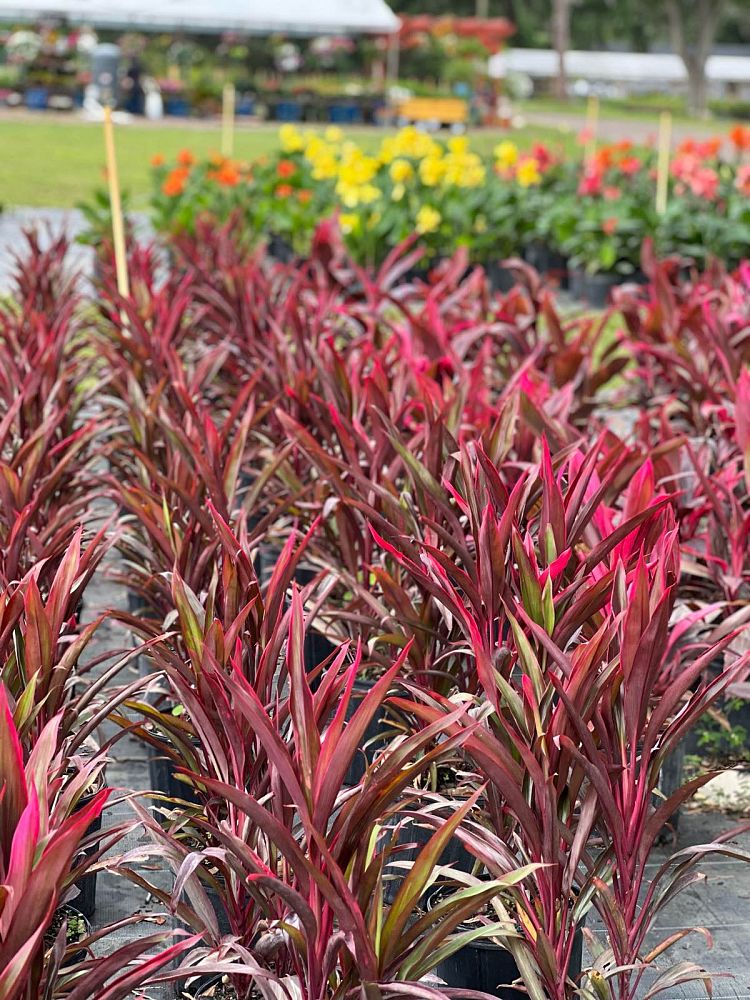 cordyline-fruticosa-red-pepper-ti-plant-cordyline-terminalis-red-sensation-dracaena-terminalis