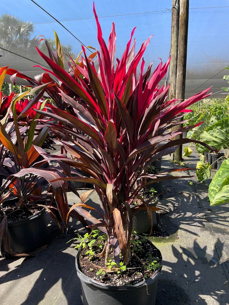 cordyline-fruticosa-red-pepper-ti-plant-cordyline-terminalis-red-sensation-dracaena-terminalis