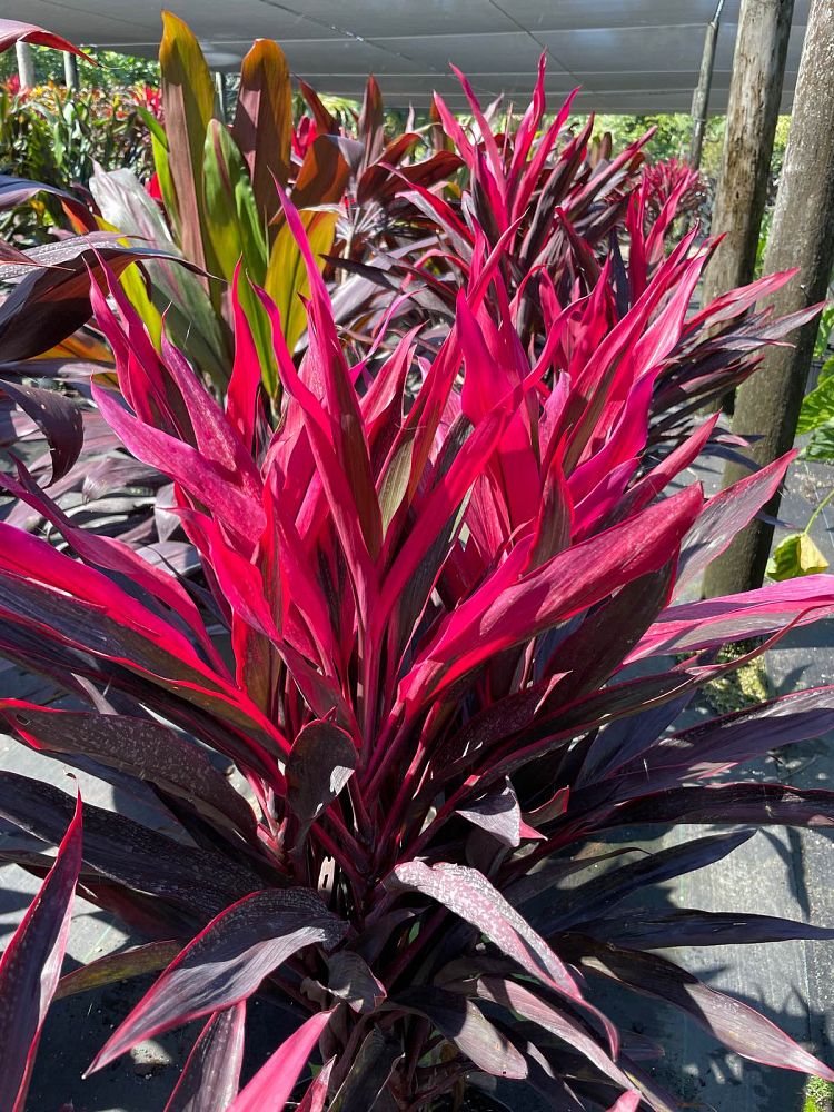 cordyline-fruticosa-red-pepper-ti-plant-cordyline-terminalis-red-sensation-dracaena-terminalis