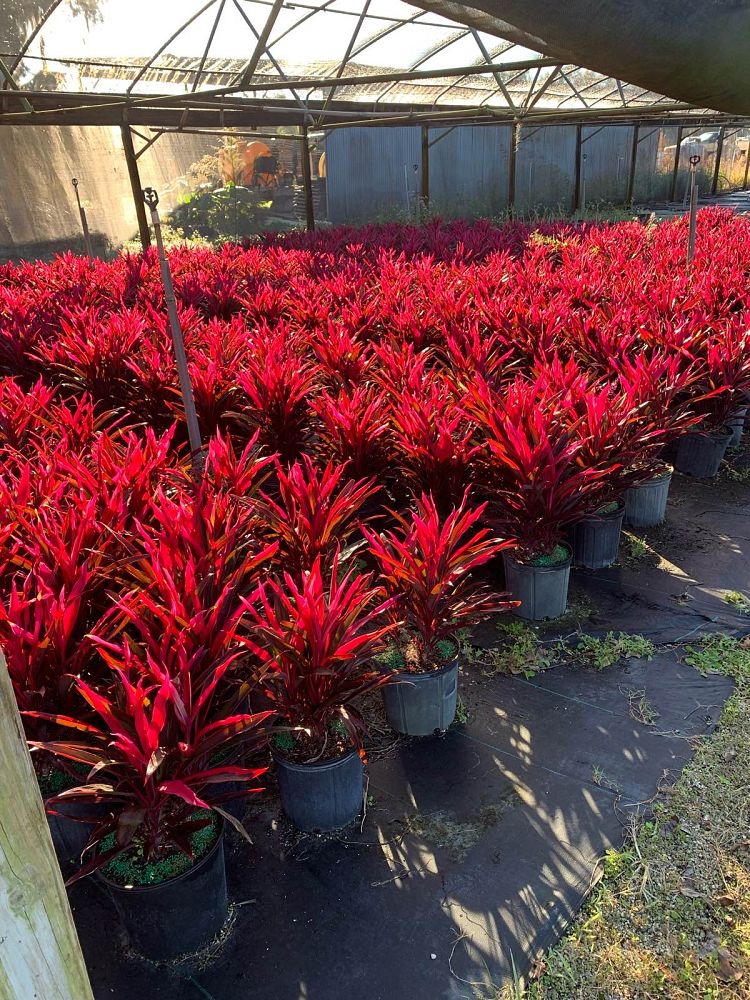 cordyline-fruticosa-red-pepper-ti-plant-cordyline-terminalis-red-sensation-dracaena-terminalis