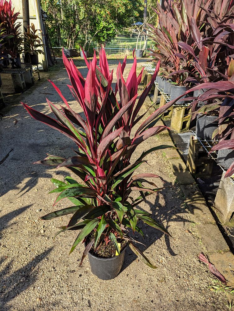 cordyline-fruticosa-red-pepper-ti-plant-cordyline-terminalis-red-sensation-dracaena-terminalis