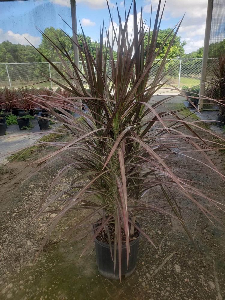 cordyline-fruticosa-red-princess-ti-plant-cordyline-terminalis-dracaena-terminalis