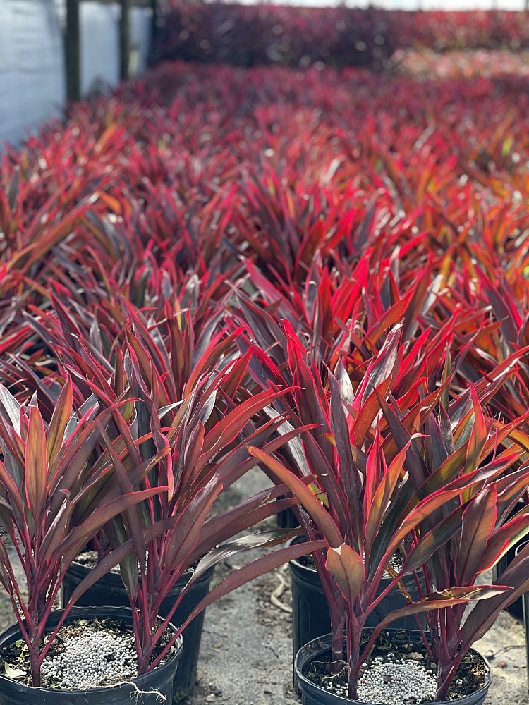 cordyline-fruticosa-red-sensation-good-luck-plant-ti-plant-hawaiian-ti-plant