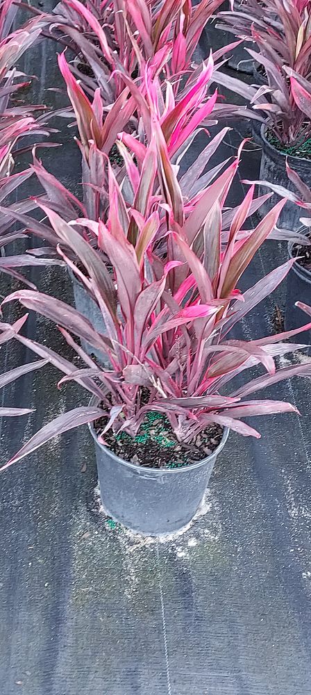 cordyline-fruticosa-red-sensation-good-luck-plant-ti-plant-hawaiian-ti-plant