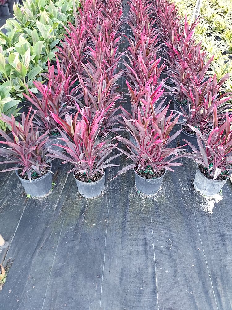 cordyline-fruticosa-red-sensation-good-luck-plant-ti-plant-hawaiian-ti-plant