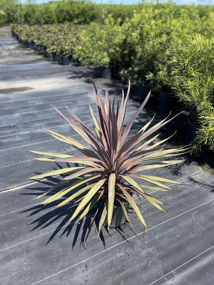 cordyline-fruticosa-red-sensation-good-luck-plant-ti-plant-hawaiian-ti-plant