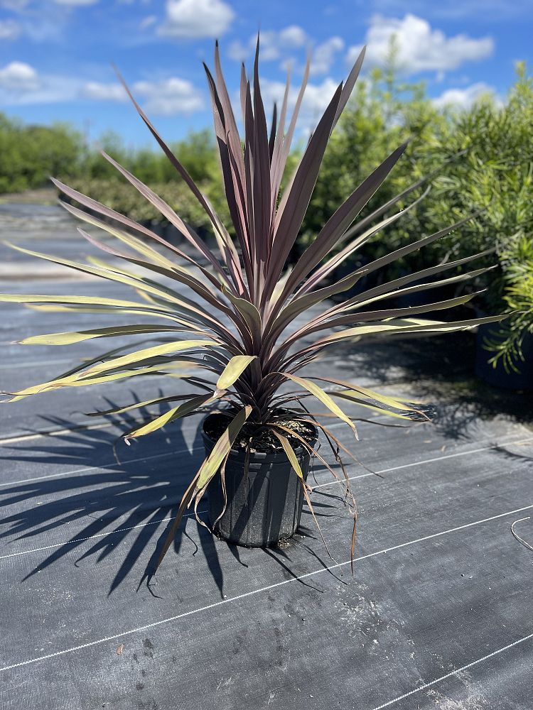 cordyline-fruticosa-red-sensation-good-luck-plant-ti-plant-hawaiian-ti-plant