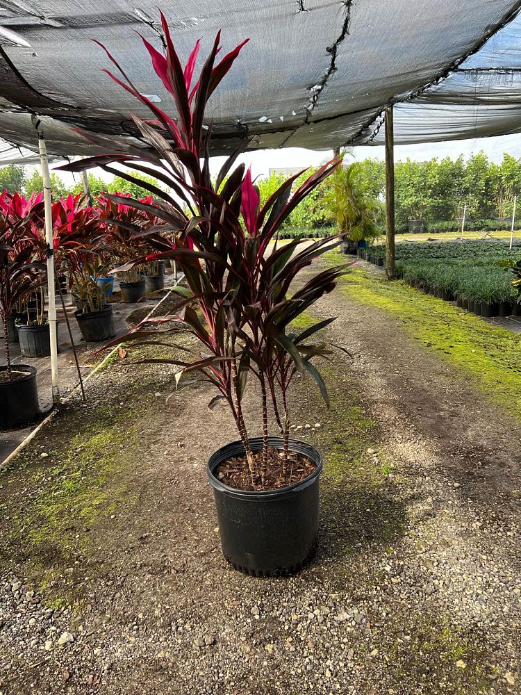 cordyline-fruticosa-red-sensation-good-luck-plant-ti-plant-hawaiian-ti-plant