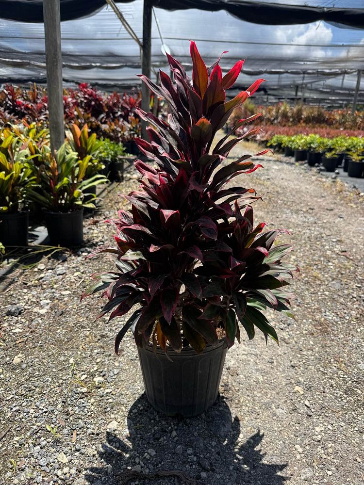 cordyline-fruticosa-red-sensation-good-luck-plant-ti-plant-hawaiian-ti-plant