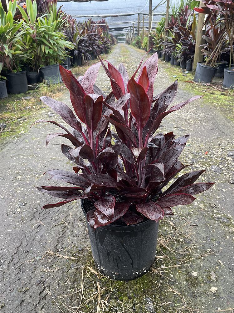 cordyline-fruticosa-red-sensation-good-luck-plant-ti-plant-hawaiian-ti-plant
