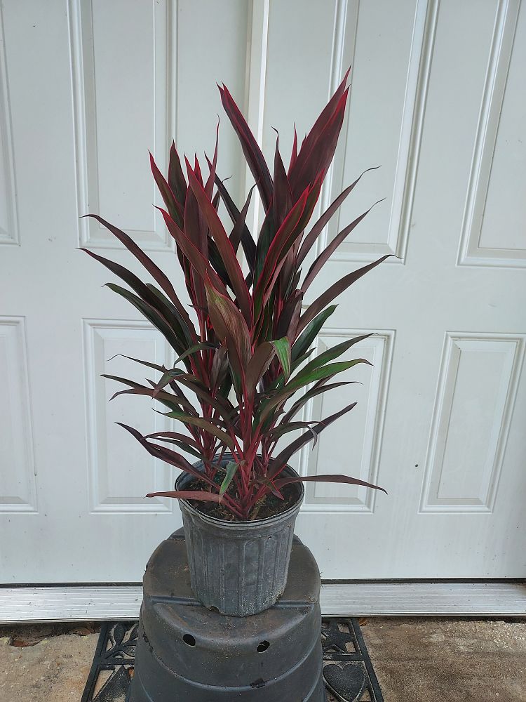 cordyline-fruticosa-red-sensation-good-luck-plant-ti-plant-hawaiian-ti-plant