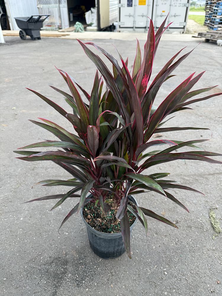 cordyline-fruticosa-red-sensation-good-luck-plant-ti-plant-hawaiian-ti-plant