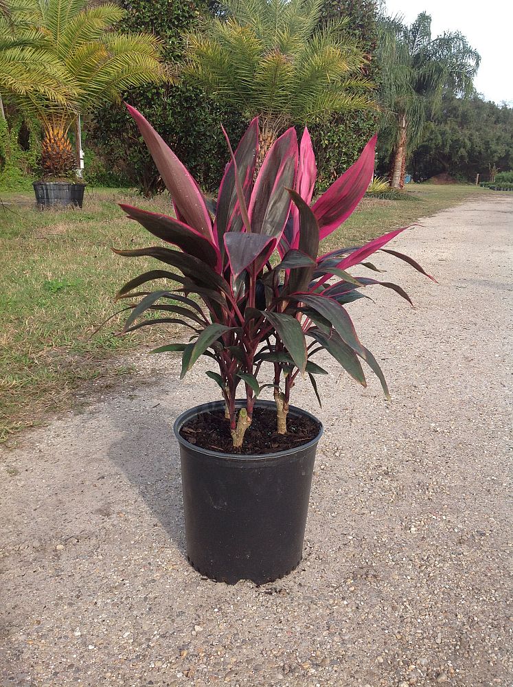 Hibernia ReWholesale