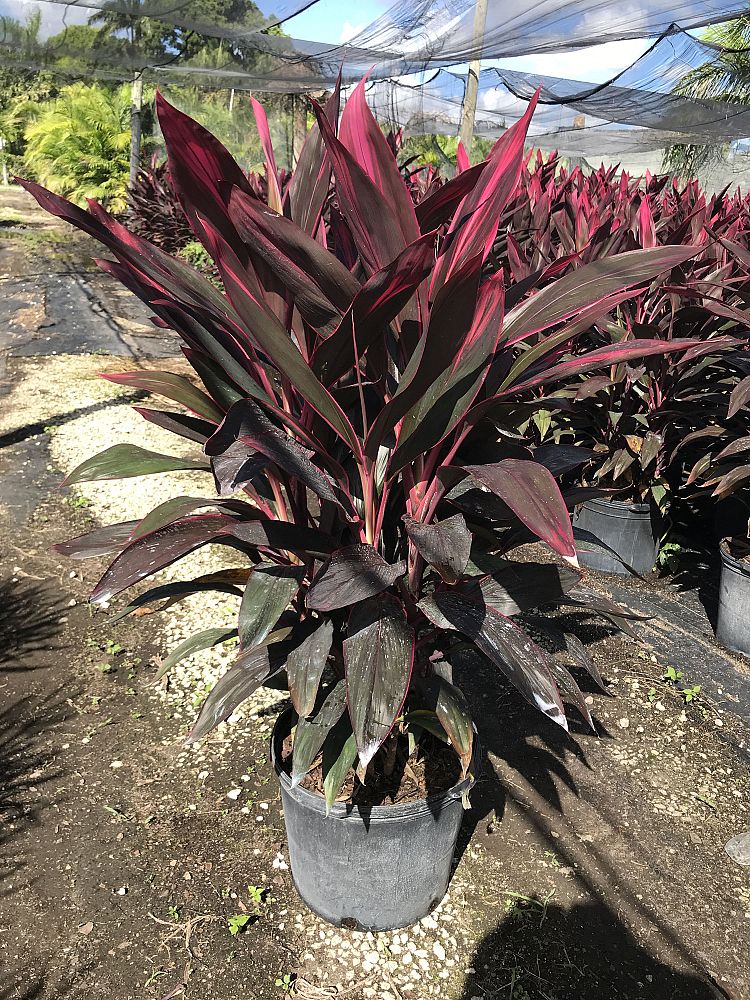 PLANT DEPOT LLC