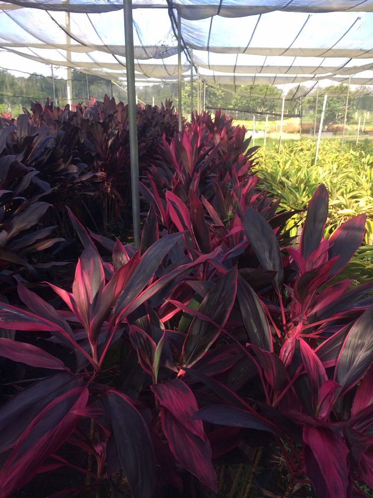 Greener Path Nursery  plantANT.com