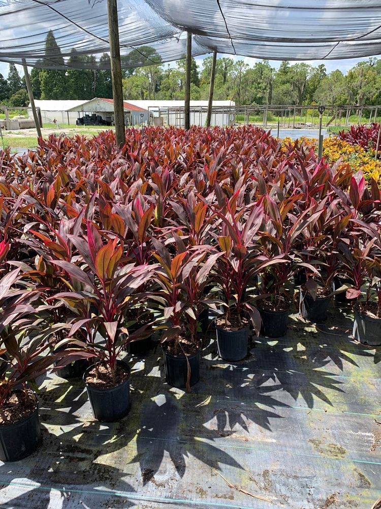 Tampa Nursery & Garden