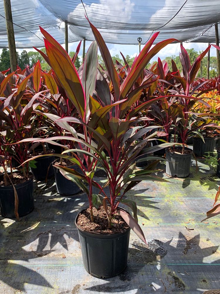 Tampa Nursery & Garden