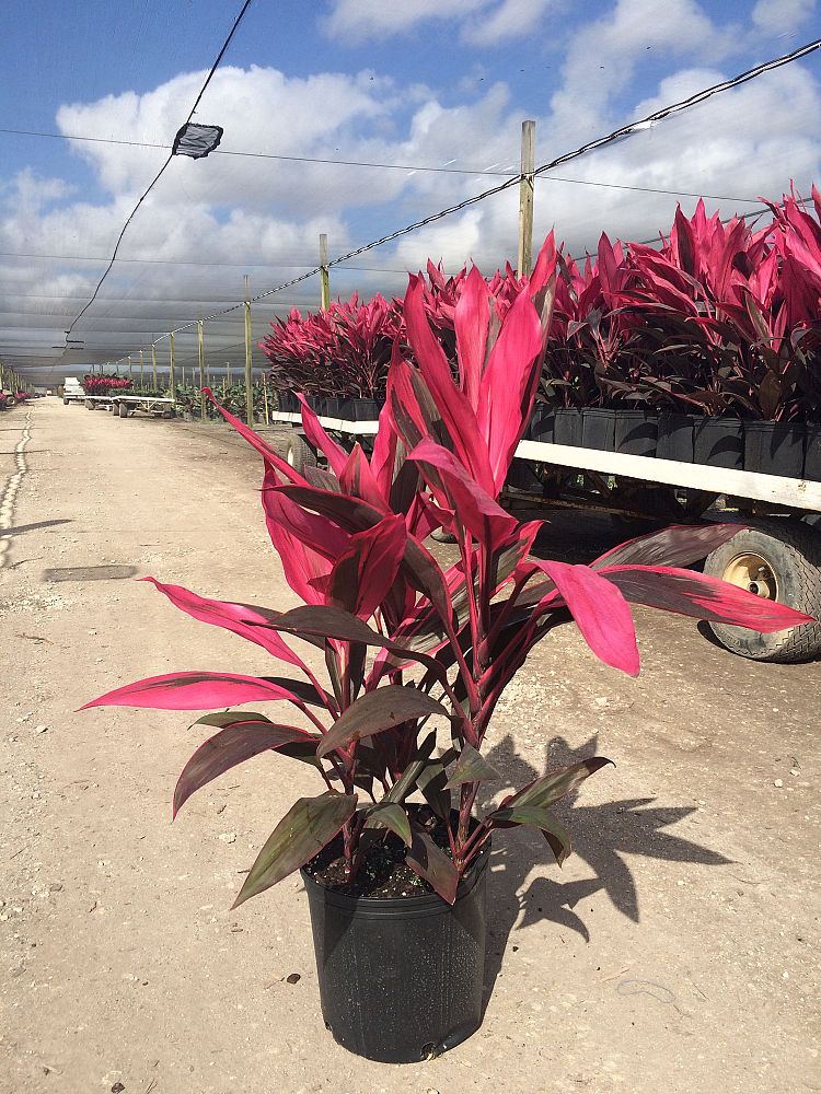 cordyline-fruticosa-red-sister-ti-plant-cordyline-terminalis-dracaena-terminalis