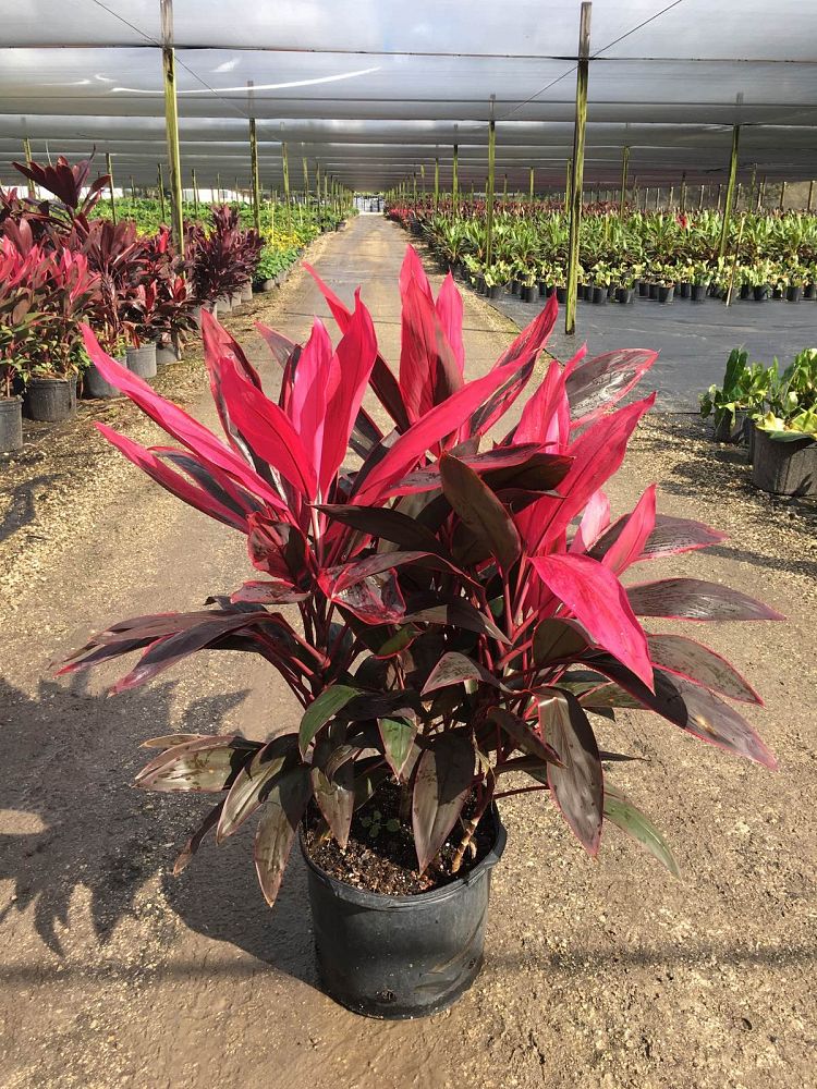 cordyline-fruticosa-red-sister-ti-plant-cordyline-terminalis-dracaena-terminalis