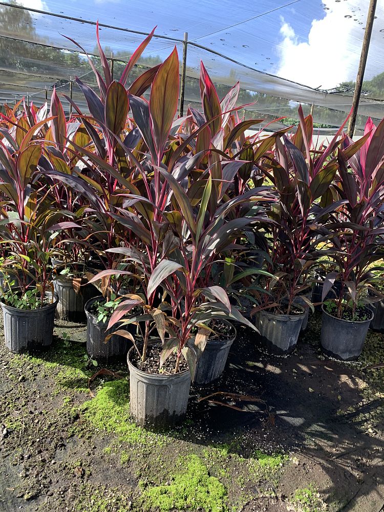 cordyline-fruticosa-red-sister-ti-plant-cordyline-terminalis-dracaena-terminalis