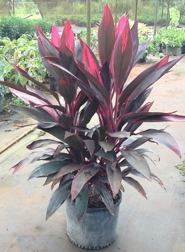 cordyline-fruticosa-red-sister-ti-plant-cordyline-terminalis-dracaena-terminalis