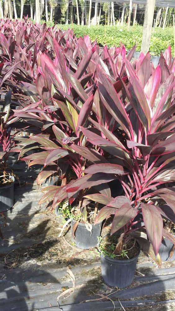 cordyline-fruticosa-red-sister-ti-plant-cordyline-terminalis-dracaena-terminalis
