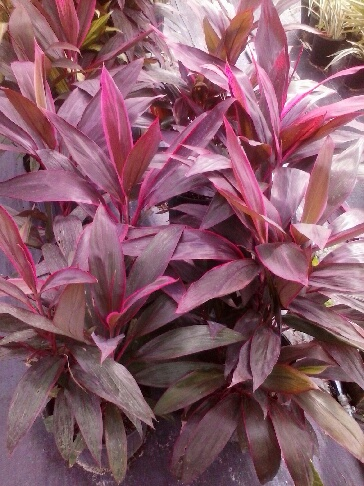 cordyline-fruticosa-red-sister-ti-plant-cordyline-terminalis-dracaena-terminalis