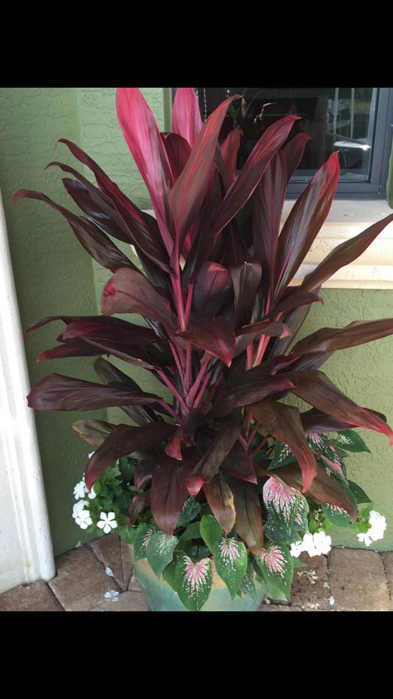 cordyline-fruticosa-red-sister-ti-plant-cordyline-terminalis-dracaena-terminalis