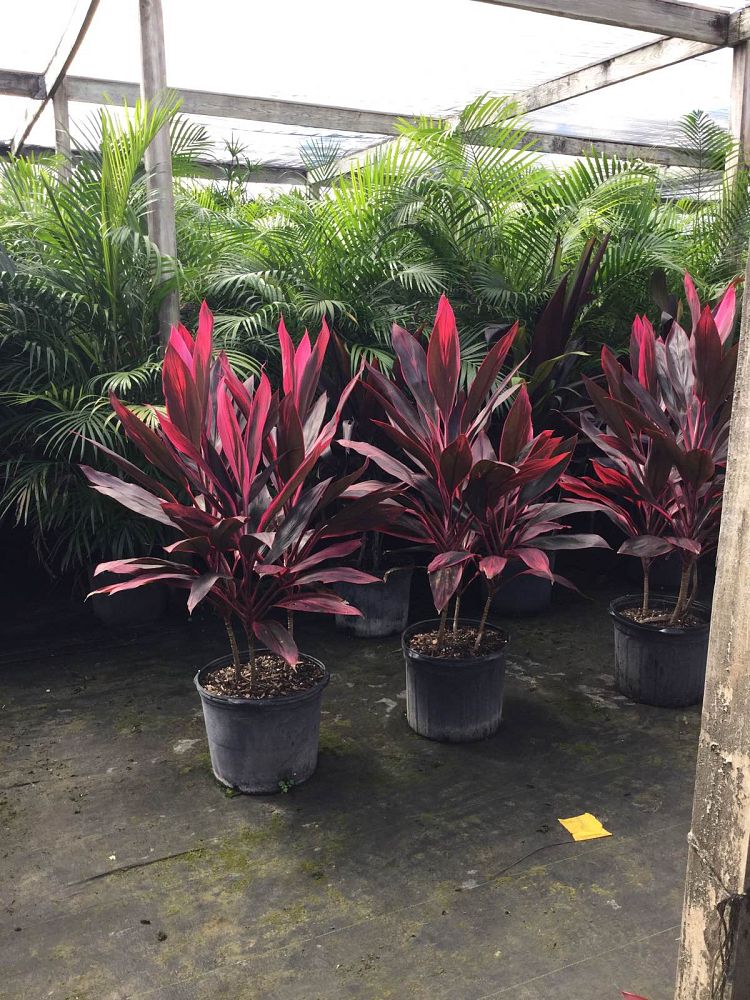 cordyline-fruticosa-red-sister-ti-plant-cordyline-terminalis-dracaena-terminalis