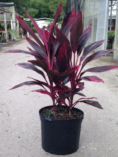 cordyline-fruticosa-red-sister-ti-plant-cordyline-terminalis-dracaena-terminalis
