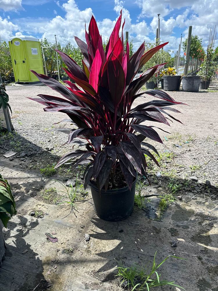 cordyline-fruticosa-red-sister-ti-plant-cordyline-terminalis-dracaena-terminalis