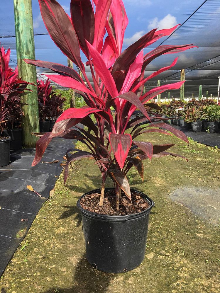 cordyline-fruticosa-red-sister-ti-plant-cordyline-terminalis-dracaena-terminalis