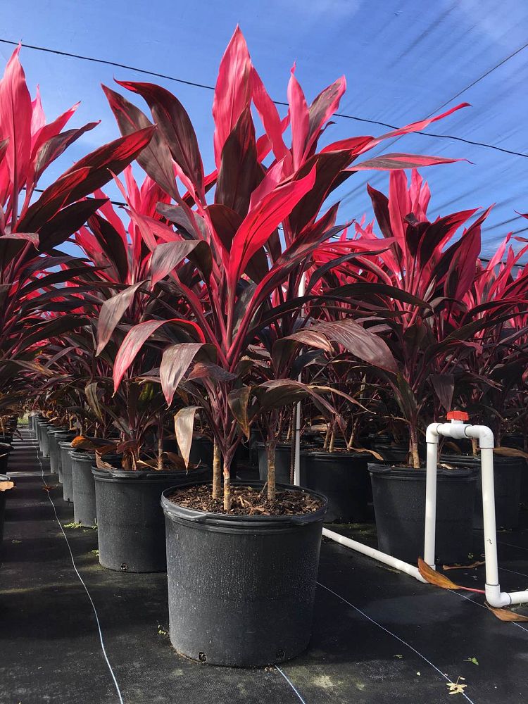 cordyline-fruticosa-red-sister-ti-plant-cordyline-terminalis-dracaena-terminalis