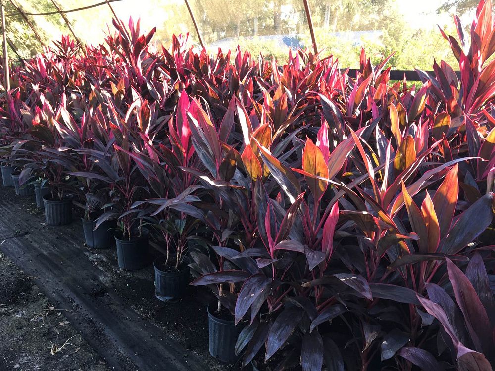 cordyline-fruticosa-red-sister-ti-plant-cordyline-terminalis-dracaena-terminalis
