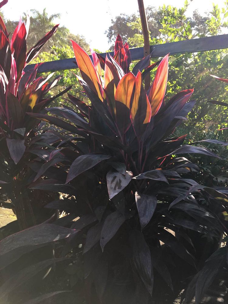 cordyline-fruticosa-red-sister-ti-plant-cordyline-terminalis-dracaena-terminalis