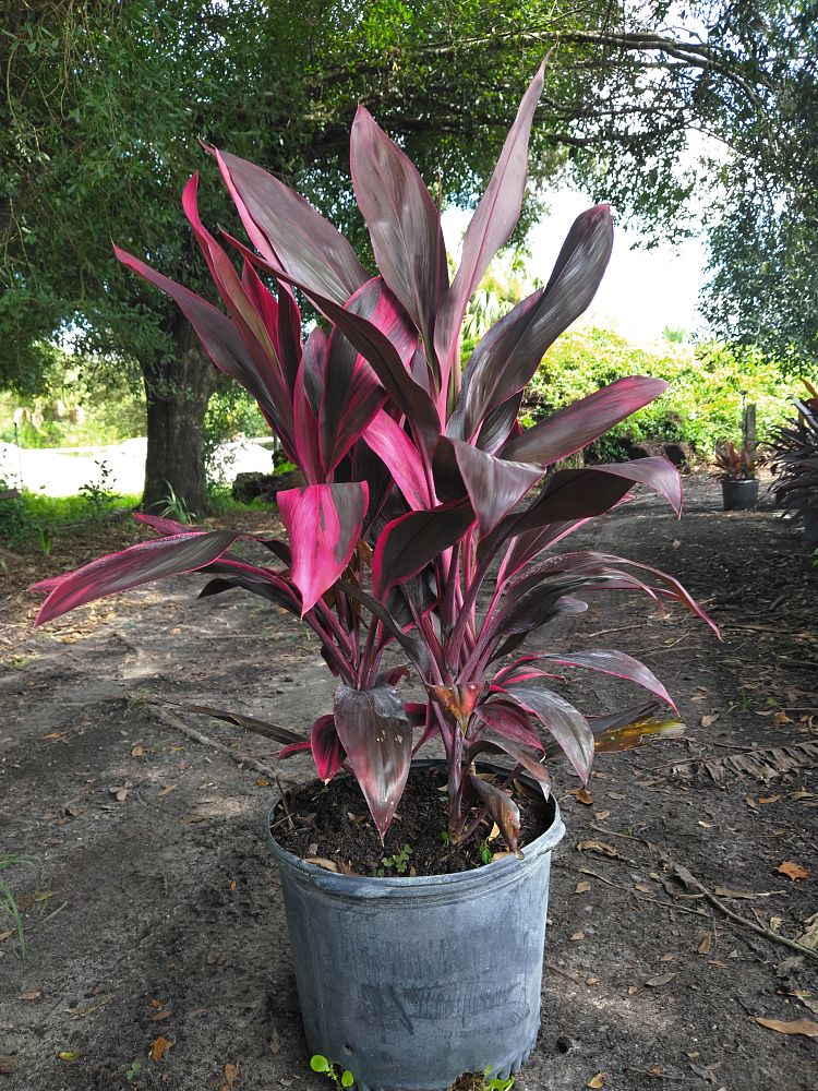 cordyline-fruticosa-red-sister-ti-plant-cordyline-terminalis-dracaena-terminalis