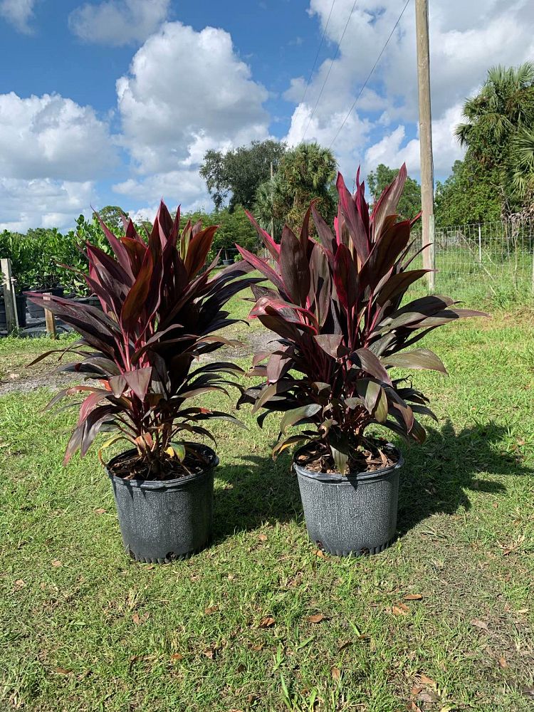 cordyline-fruticosa-red-sister-ti-plant-cordyline-terminalis-dracaena-terminalis