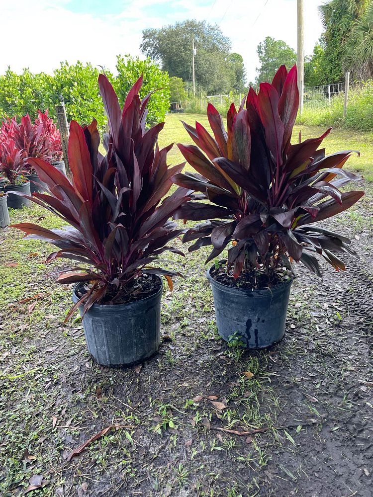 cordyline-fruticosa-red-sister-ti-plant-cordyline-terminalis-dracaena-terminalis