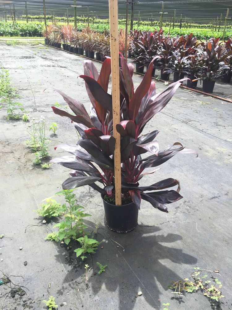 cordyline-fruticosa-red-sister-ti-plant-cordyline-terminalis-dracaena-terminalis