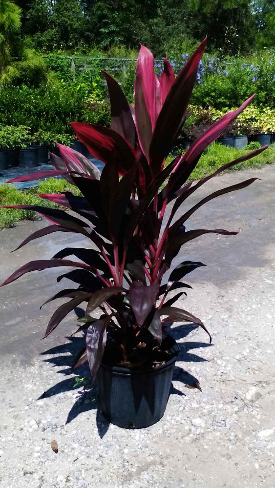 cordyline-fruticosa-red-sister-ti-plant-cordyline-terminalis-dracaena-terminalis