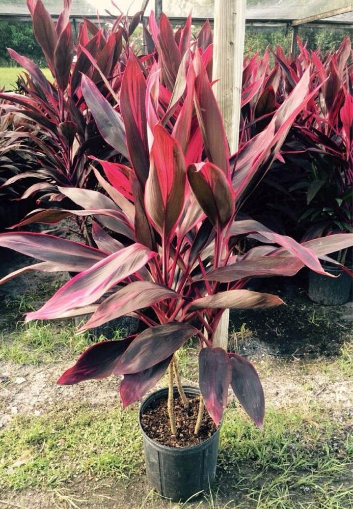 cordyline-fruticosa-red-sister-ti-plant-cordyline-terminalis-dracaena-terminalis