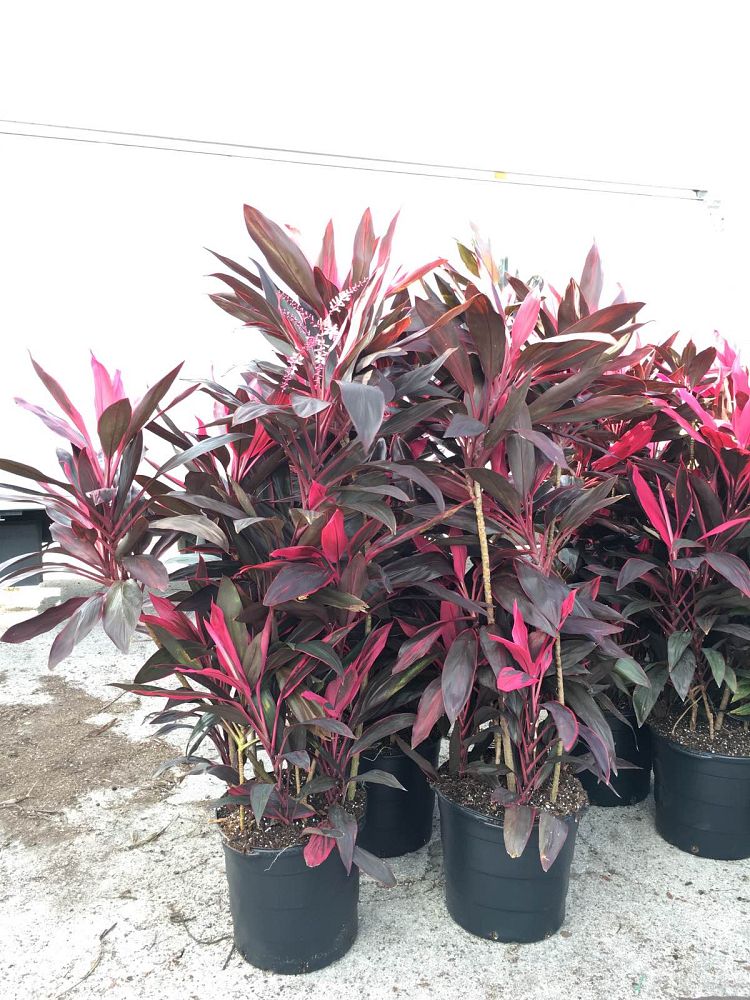 cordyline-fruticosa-red-sister-ti-plant-cordyline-terminalis-dracaena-terminalis