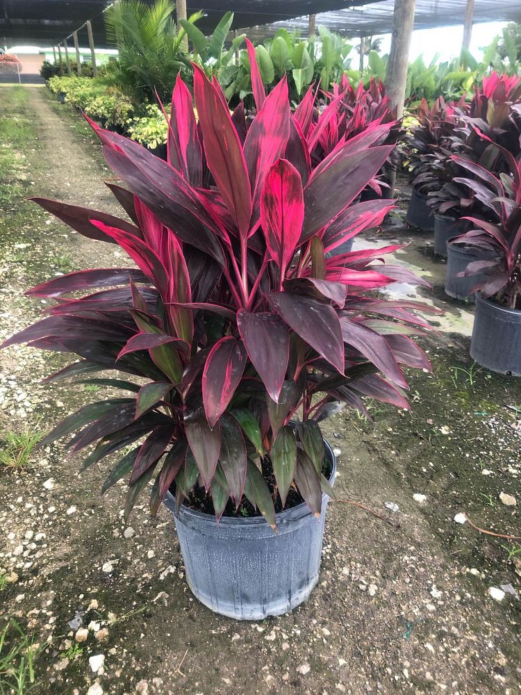 cordyline-fruticosa-red-sister-ti-plant-cordyline-terminalis-dracaena-terminalis