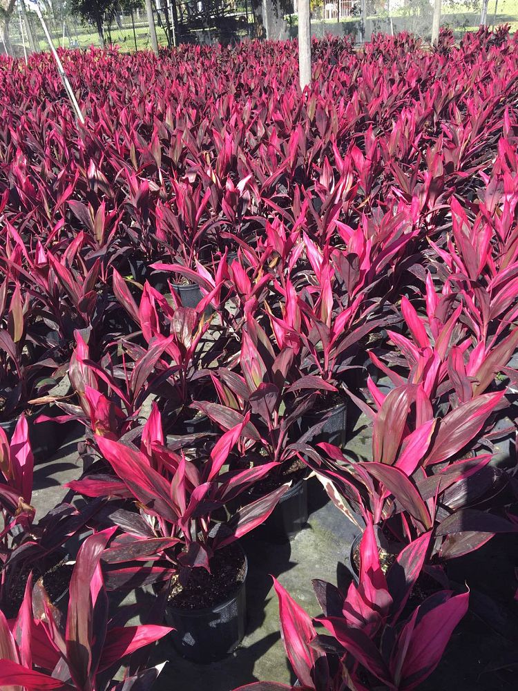 cordyline-fruticosa-red-sister-ti-plant-cordyline-terminalis-dracaena-terminalis