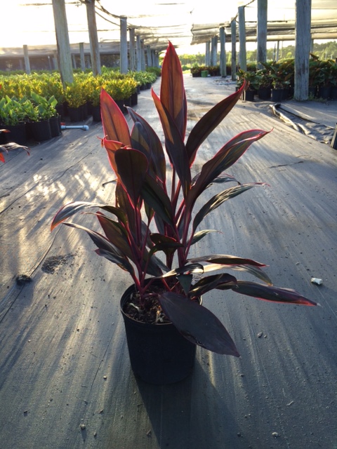 cordyline-fruticosa-red-sister-ti-plant-cordyline-terminalis-dracaena-terminalis