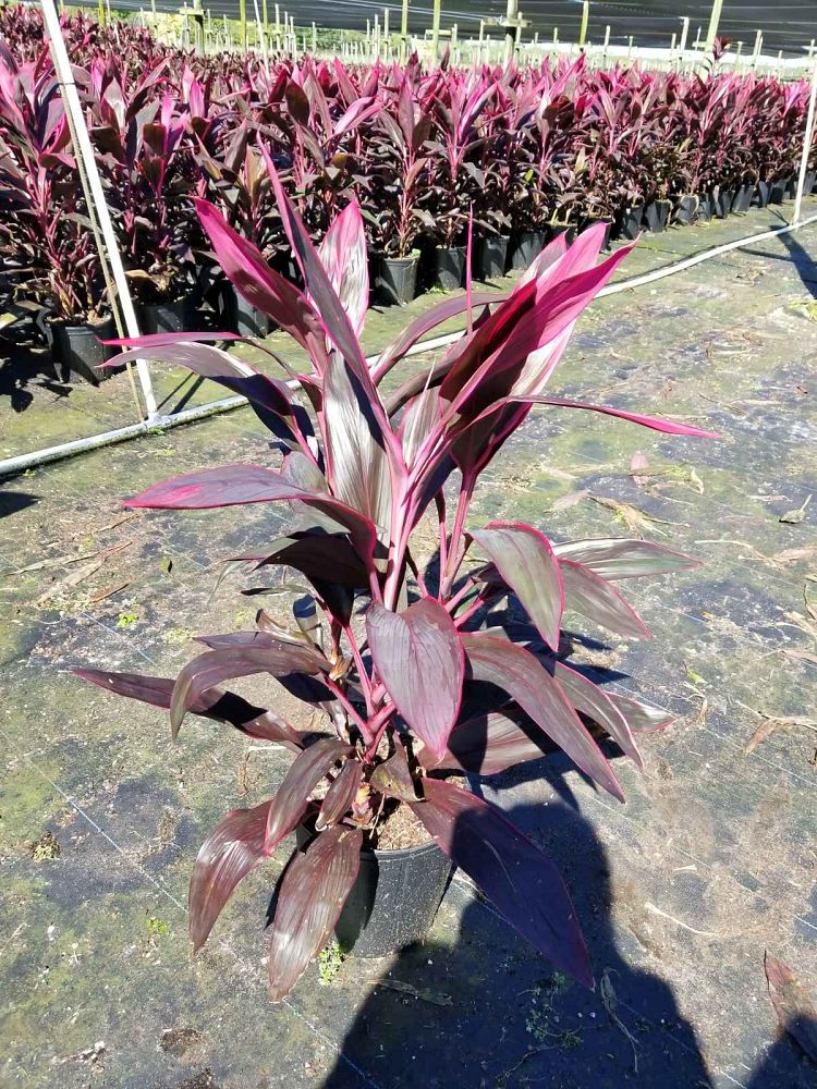 cordyline-fruticosa-red-sister-ti-plant-cordyline-terminalis-dracaena-terminalis