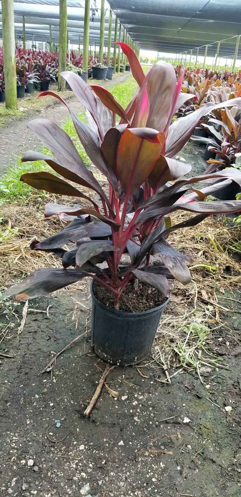 cordyline-fruticosa-red-sister-ti-plant-cordyline-terminalis-dracaena-terminalis